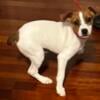 Male Jack Russell Terrier Puppy