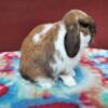 Pedigreed Holland Lop Buck 