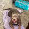 Rehoming beautiful Tri color (lilac) APBT American pitbull terrier puppies!