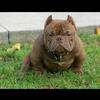 Stud services