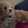 Bichon/ toy poodle mix for sale