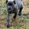 Cane Corso puppies available