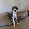 AKC Great Dane 13 weeks