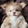 Adorable Chi-Tzu 6 Month Old Boy Puppy
