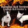 English bull Terriers