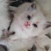 Only for those who loves Pet