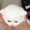 Exotic dollface Solid white female