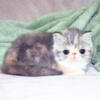 Exotic Shorthair Kittens DILUTE Males & Females Due 12/04/24