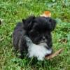 Shipomtese puppies for sale in Michigan at wrennspuppies.com