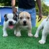 American Bully Puppies for sale!