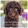 Beautiful akc mini poodles