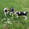 English springer spaniel pups