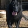 AKC DDR GERMAN SHEPHERD FEMALE 