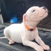 Dogo Argentino puppy's