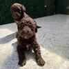 Labradoodle 