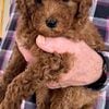 TOY GOLDENDOODLE AVAILABLE NOW