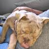 Mini English bulldog for stud