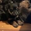 Miniature Schnauzer puppies 6 weeks old looking for $300 forever homes Beautiful babies 3 females 2 males