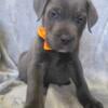  READY TO GO! Cane Corso Puppies 