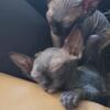 Sphynx Kitten (Spayed&Neutered)