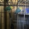 Pair of lovebird