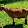 Nigerian Dwarf doe