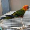 Red factor Sun Conure