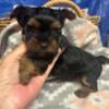 Ckc Yorkie Male Puppies