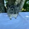 Pedigree Standard Chinchilla