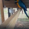 Blue gold macaw pair