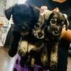 Three girl puppies and a 1.5 y/o Mini Schnauzers for sale