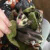 2 Male Sugar Gliders - Ringtail Mosaic, 100% Carmino het
