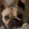 Female French bulldog