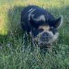 AKKPS Kunekune Pig- Sweetheart