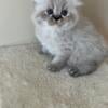 Persian male is available