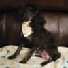 Miniature Poodle 4 yr old Phantom Female