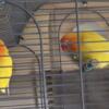 Love birds Luntino for sale