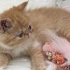 Rare Exotic kitten  (sold)