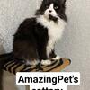 Black white kittens girl boy official cattery purebred Maine Coon Pensilvaniya