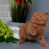 NEW Elite Scottish straight kitten from Europe with excellent pedigree, male. A Salvador