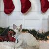 Blue point Devon Rex Kitten