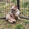 French bulldog Akc Female