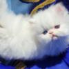 Doll Face all white Persian 8 weeks Male/Female Available