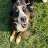 Female Bernese mountain dog adult