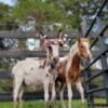 Beautiful Family Quality Pet's Mini donkeys pony and friends 