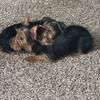 Yorkie 4 months old 