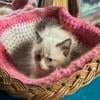 3/4 Ragdoll babies for deposit