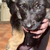 8 week old German shepherd puppies