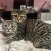 SALE SCOTTISH STRAIGHT KITTENS 
