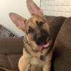 Male 5 month old GSD